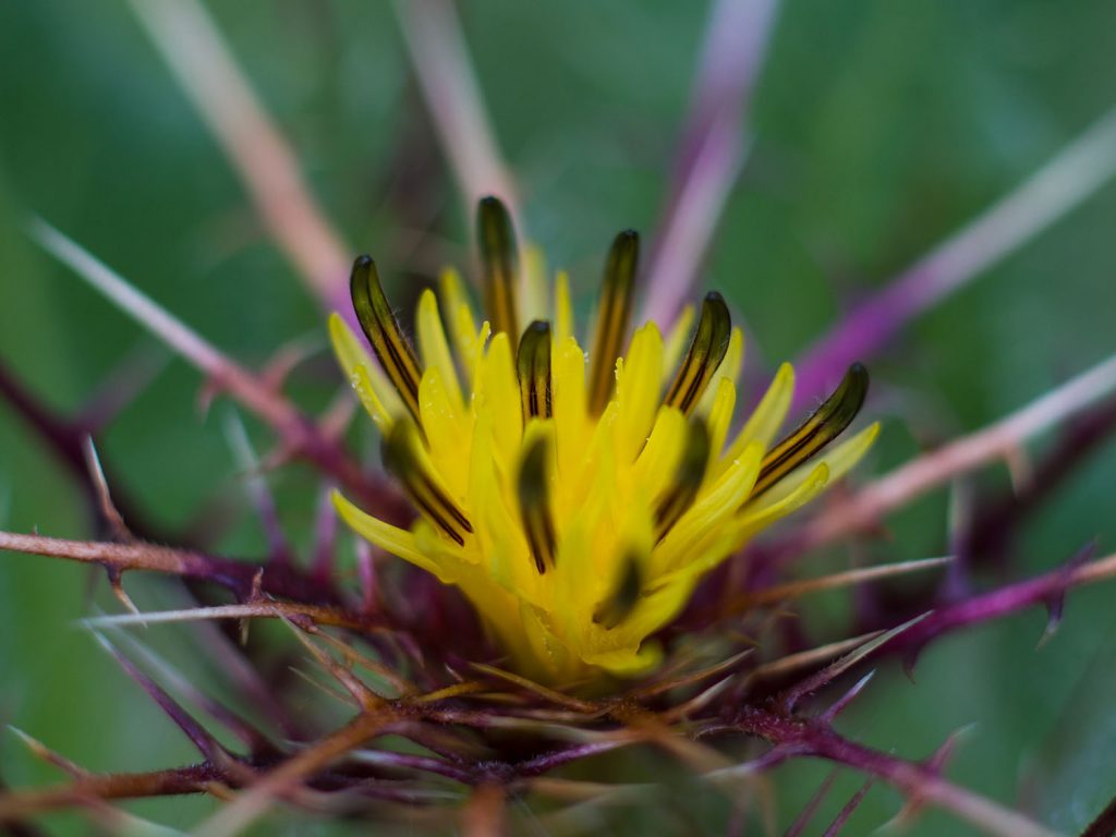 blessed thistle for appetite stimulation after surgery